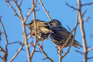 a pair of starlings (Sturnus vulgaris) on the branches of a tree