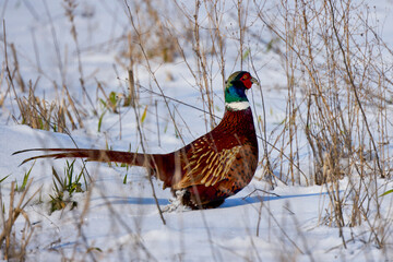 A male (Phasanius colchicus) in a field during winter.