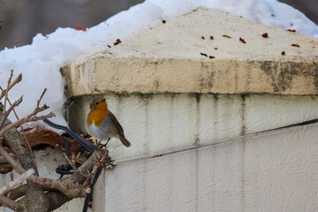 (Erithacus rubecula), also called the red robin, seeks out the fruits of Pyracantha Orange to feed on
