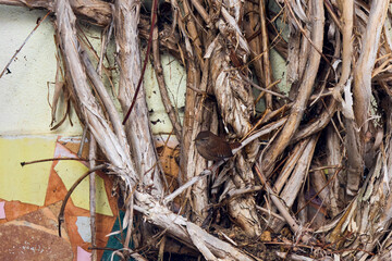 The wren (Troglodytes troglodytes), is one of the smallest birds in Eurasia.