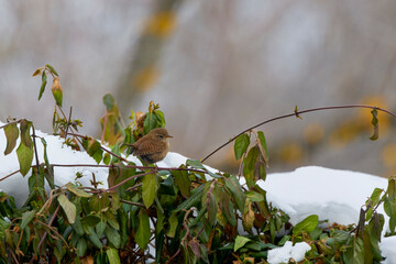 The wren (Troglodytes troglodytes), is one of the smallest birds in Eurasia.