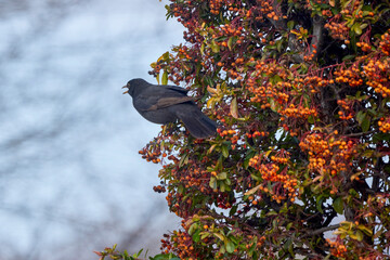 (Turdus merula) looking for fruit to eat in pyracantha orange glow.