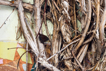 The wren (Troglodytes troglodytes), is one of the smallest birds in Eurasia.