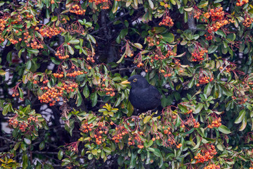 (Turdus merula) looking for fruit to eat in pyracantha orange glow.