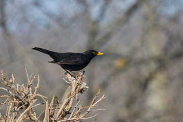 (Turdus merula) looking for fruit to eat in pyracantha orange glow.
