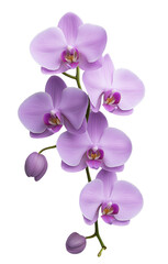 Obraz premium The image showcases a cluster of delicate purple orchids with intricate petal details and a single unopened bud, set against a black background.