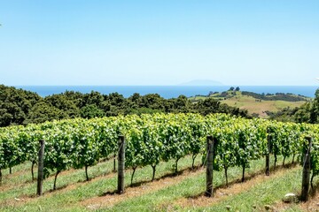 Scenic Vineyard Overlooking the Ocean