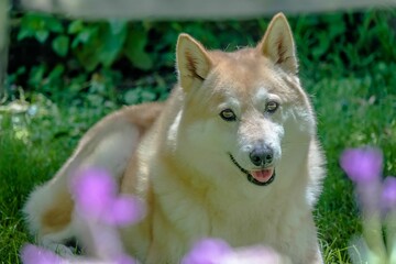 Fluffy dog in a garden with purple flowers.