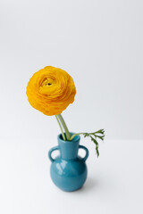 yellow ranunculus on white background