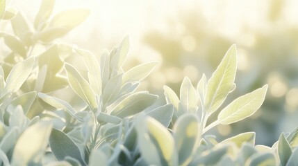 Sunlit sage leaves, garden, soft focus, bokeh background, wellness