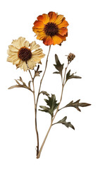 Fototapeta premium PNG Flowers photography dried leaf.