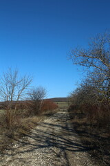 A dirt road with trees and blue sky