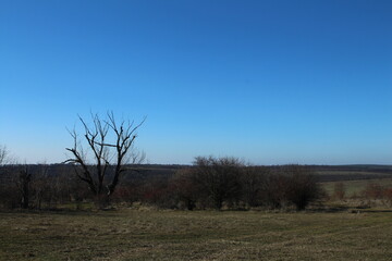 A field with trees and a sign