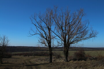 A landscape with trees and a blue sky