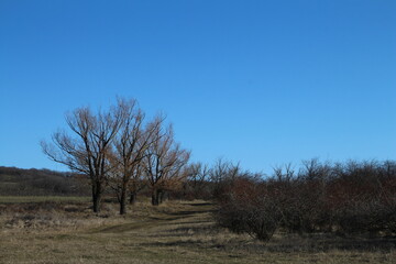 A field with trees and bushes