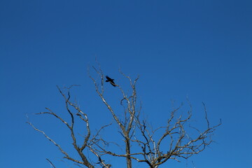 A bird sitting on a tree