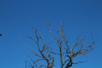 A tree with a sign on it