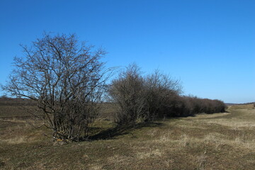 A field with trees and bushes
