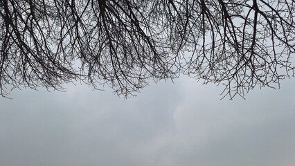 Tree branches in winter
