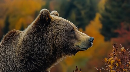 Fototapeta premium Majestic bear observing nature's autumn palette forest wildlife photography tranquil environment side view beauty of wildlife