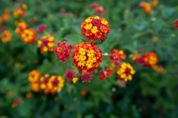 赤く丸い早春のランタナ