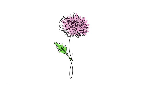 Animated Chrysanthemum Grandiflorum flowers continuous line drawing. 