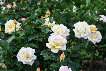 バラ「ピース」　Rose 