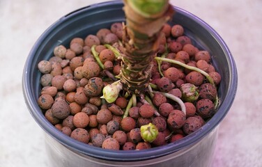 The stem of Alocasia Frydek with roots and corms exposed on the surface of the brown clay balls