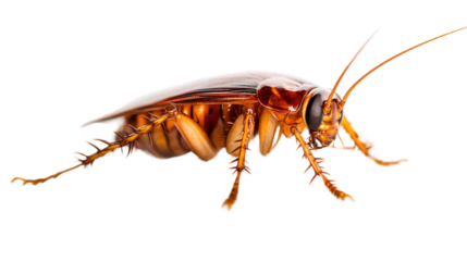 Cockroach on white surface, detailed insect with segmented body and long antennae, emphasizing resilience and adaptability. Isolated on white background or PNG