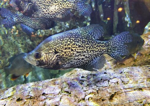 Closeup of a crappie swimming inside an aquarium