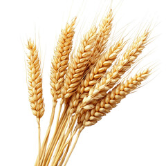 Golden wheat stalks arranged together, showcasing ripened grains, perfect for agricultural themes or food-related projects. Isolated on white background or PNG