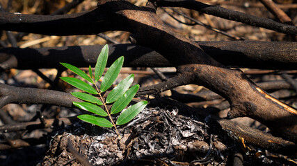 Green leaves in the ashes and burnt branches in the background