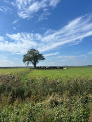 Cows in the meadow under a tree around Mildam