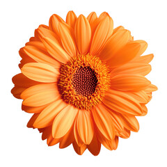 Single orange flower with green leaves isolated on a white background for botanical or floral designs isolated on transparent background.