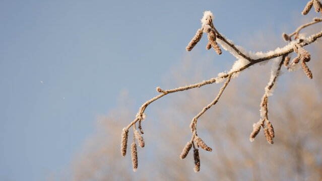 frosty tree - Powered by Adobe
