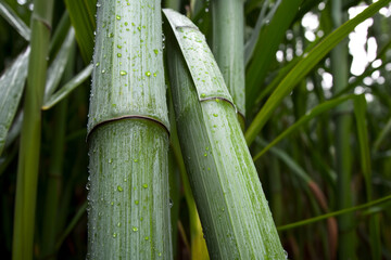 Obraz premium Raindrops cling to thick green bamboo stalks in a lush forest, showcasing nature's beauty after a recent rain shower in the early morning light