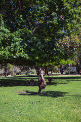 ヤンチェップ国立公園のカンガルー