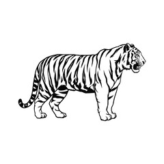 Tiger Silhouette With white background