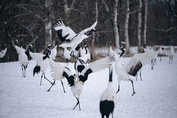 タンチョウの喧嘩