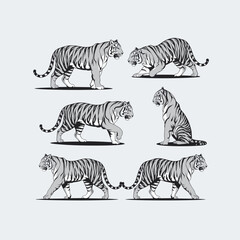 Tiger Set Silhouette With white background