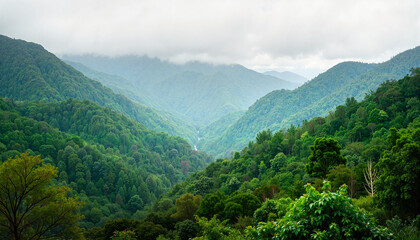 Fototapeta premium Lush rainforest with misty atmosphere showcasing biodiversity, Earth Day