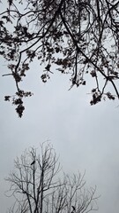 Trees in the park and cloudy sky