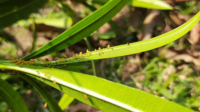 Aphids insects in the plant. This &nbsp;are small&nbsp;sap sucking&nbsp;insects&nbsp;and members of the&nbsp;superfamily&nbsp;Aphidoidea. Its other names include&nbsp;greenfly&nbsp;and&nbsp;blackfly. Small insects.