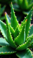 Fototapeta premium Gel-filled aloe vera leaf with sharp spines of wild dwarf cactus, plant, leafy