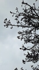 Tree branches in winter evening