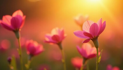 Obraz premium Pink flowers against a warm golden background with sunlight filtering through, background, hues