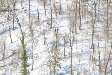 Fototapeta premium Winter Background. Tree barks and their shadows