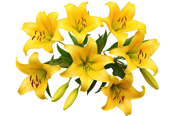 Top-down view of multiple yellow lilies arranged in a natural pattern with soft shadows isolated on white background © Oratai