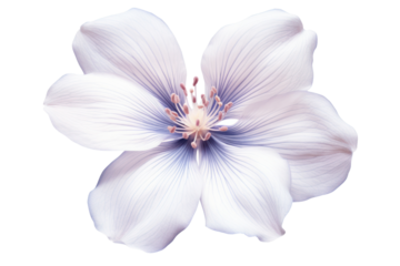 Single Vernicia fordii flower with intricate petal details and subtle shading isolated on white background