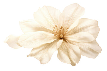 Fototapeta premium Single Vernicia fordii flower with intricate petal details and subtle shading isolated on white background
